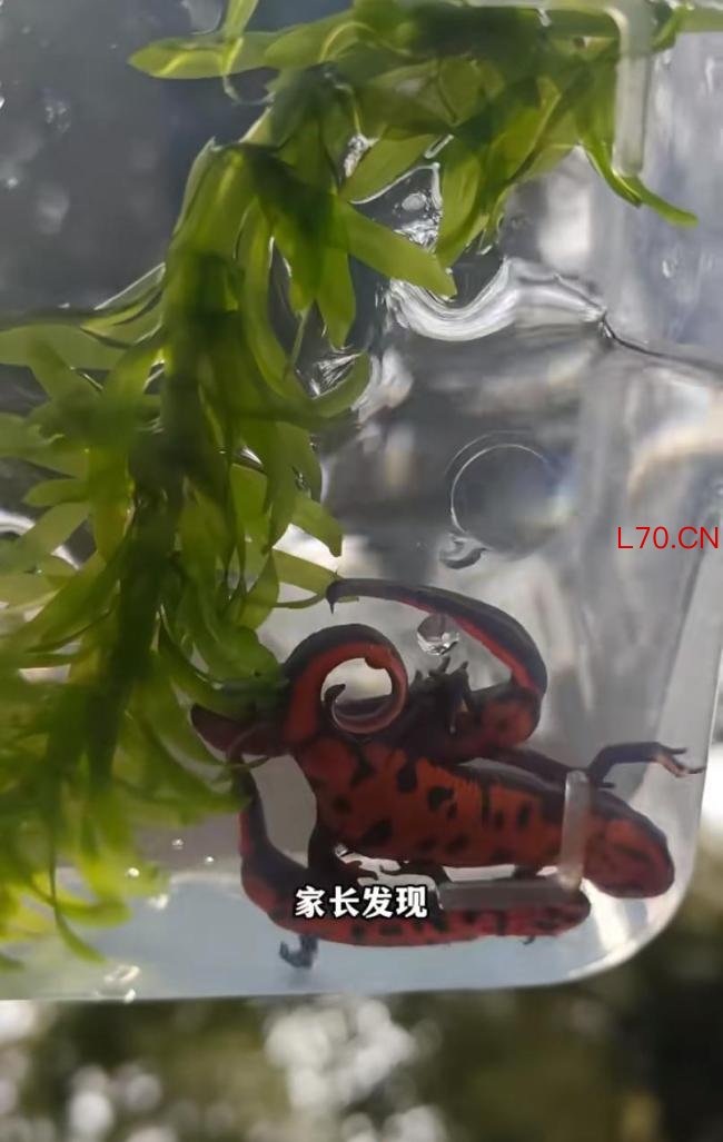 小学附近疑售卖剧毒蝾螈 学校提醒