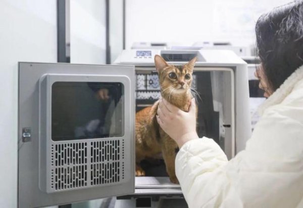 花8000元找猫 结果就在屋里 寻宠争议再起